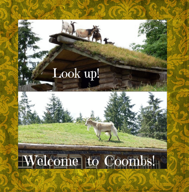 Image shows the goats on a roof Evie mentions surrounded by a yellow border featuring the words ‘Look up! Welcome to Coombs!’ in white text
