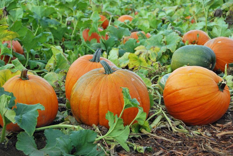 Image of large pumpkins in a lush field