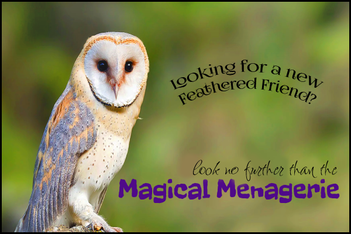 Ad for Magical Menagerie. Features an owl on green background. Text: Looking for a new Feathered Friend? Look no further than the Magical Menagerie.